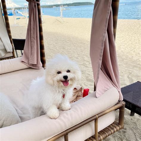 pet friendly beach resort near manila|15 Pet.
